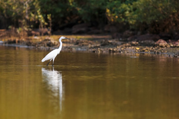 Bird in the water near the shore