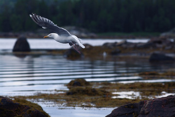 gull on stone river bird