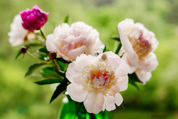 beautiful fresh peonies