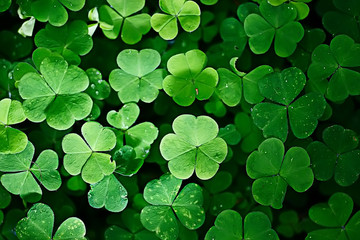 background green shamrock/ nature background, fresh green juicy color, shamrock plant