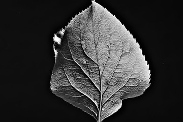leaf texture black and white / design black leaf skeleton, macro nature texture, wallpaper black and white