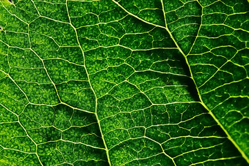 texture marco green leaf / fresh spring background green nature leaf tree structure