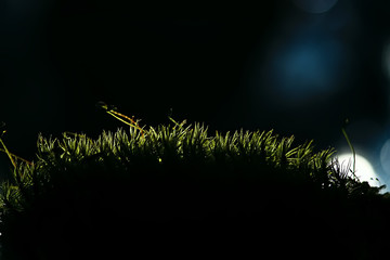 moss macro spring / natural spring background with rays of sun moss nature