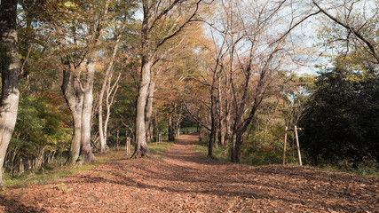 秋の散歩道