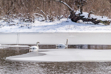 Swans in the frozen lake 