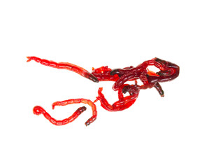 red worms for fishing on a white background