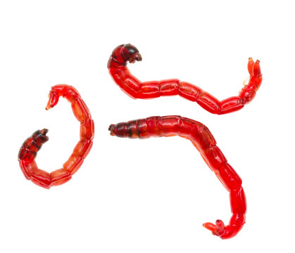 red worms for fishing on a white background