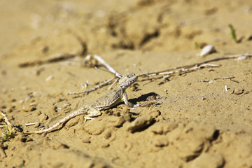 desert lizard in the wild