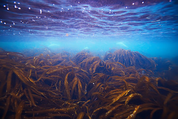 diving background bubbles underwater