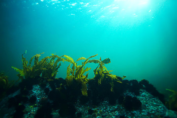 Fototapeta na wymiar laminaria sea kale underwater photo ocean reef salt water
