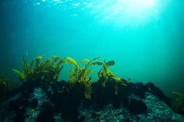 Cercles muraux Turquoise laminaria sea kale underwater photo ocean reef salt water