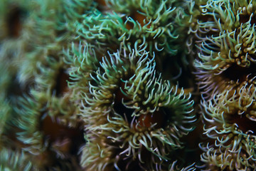 Fototapeta na wymiar texture of the sea anemone macro tentacles corals