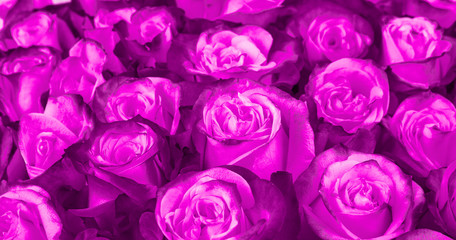 floral background. Ultra Violet roses background