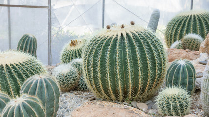 close up of cactus in a garden. - 194391899