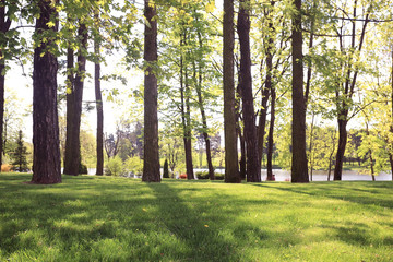 Alley in spring park green trees