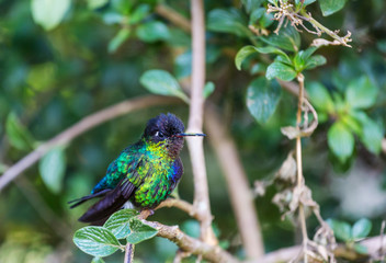 Kolibri