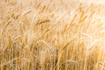 Wheat field in Central Russia. Wheat field in Central Russia.