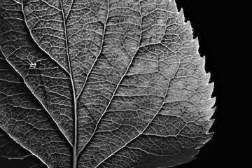 leaf texture black and white / design black leaf skeleton, macro nature texture, wallpaper black and white