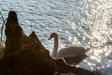 Schwan in der Abendsonne