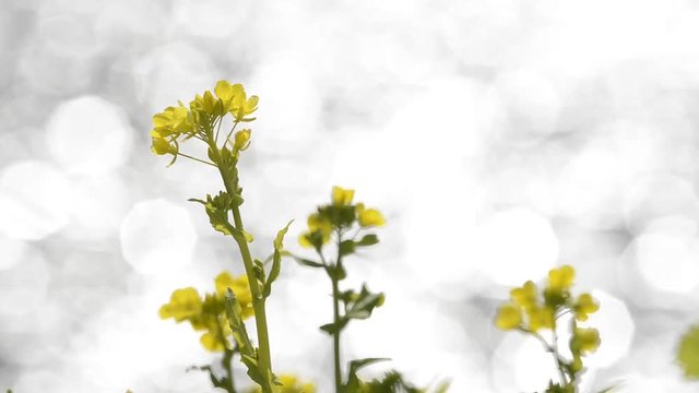 水辺の花」の写真素材 | 28,153件の無料イラスト画像 | Adobe Stock