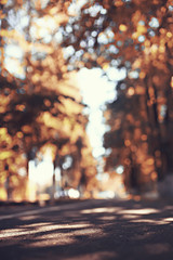 autumn leaves background / yellow leaves in autumn park tree branches with falling leaves. Blurred background concept autumn. Indian summer. Branches of a tree covered with orange foliage.