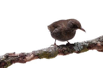 turdus merula bird isolated