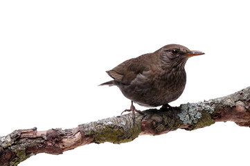 turdus merula bird isolated