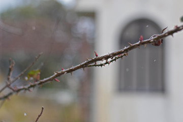 Closeup of rose thorns on a bright snowy day, winter time