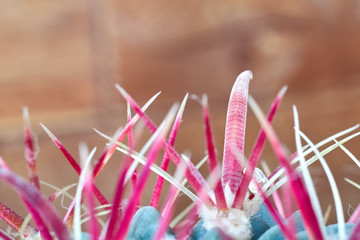 Bright red, wide-ribbed spines cactus. Dangerous bent needle plants close up on blurred wooden background. Side view. Copy space.