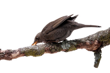 turdus merula bird isolated