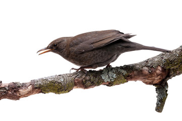 turdus merula bird isolated