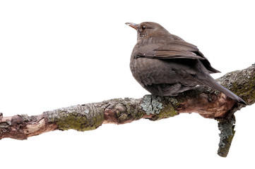 turdus merula bird isolated