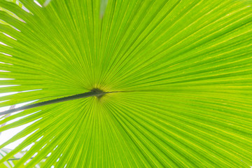 green leaf of tropical plant  for background