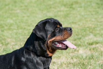Fototapeta premium Head shot of Rottweiler. Selective focus on the dog