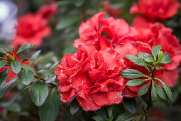 blossom of red azalea flower. Floral background