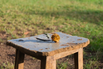 Dry rose on a stool