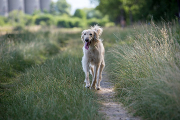 Kyrgyzian  Sight hound Taigan running on the grass.