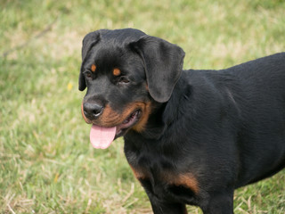 Head shot of Rottweiler. Selective focus on the dog
