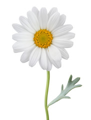 Naklejka premium Daisy (Margerite) isolated on white background, including clipping path.