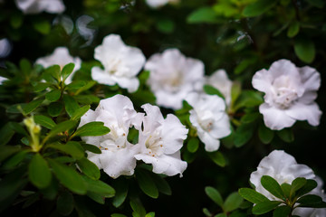 blossom of white azalea flower. Floral background