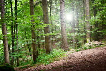 panorama tranquillo all'interno della foresta