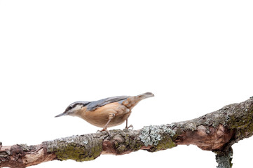 European nuthatch Sitta europaea on white background