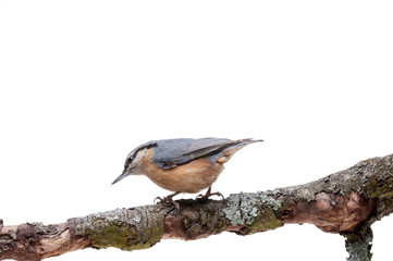 European nuthatch Sitta europaea on white background
