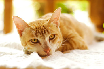 Fototapeta premium Cute cats and sleepy cat