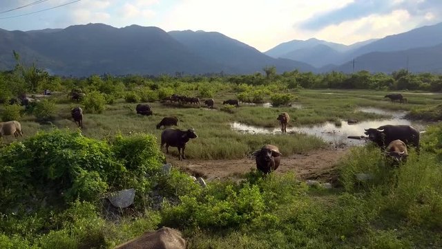 Buffaloes with Calves Browse in Brushwood by Hills