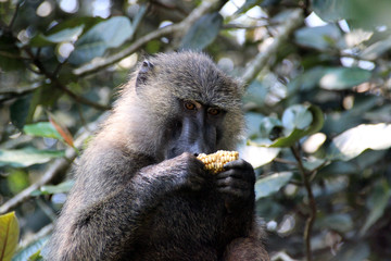 Paviane in der Wildnis von Afrika Uganda