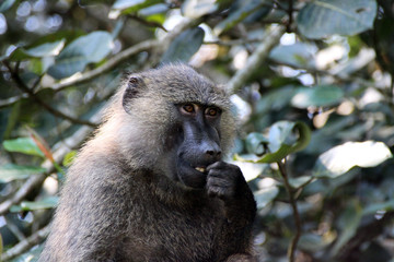 Paviane in der Wildnis von Afrika Uganda