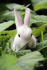 Weißer Hase im grünen Gras 