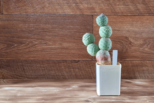 Cactus of round segments without needles, thorns on vintage wooden background. Bushy green succulent in pot. Copy space.