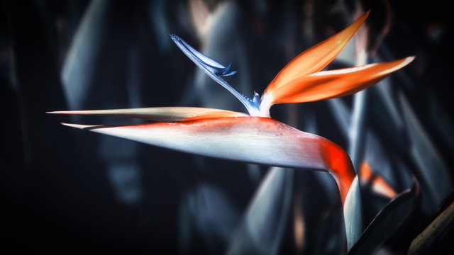 Bird Of Paradise Flower